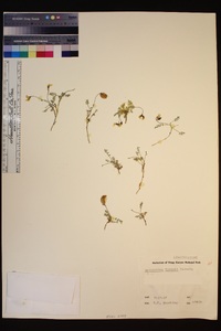Astragalus ravenii image